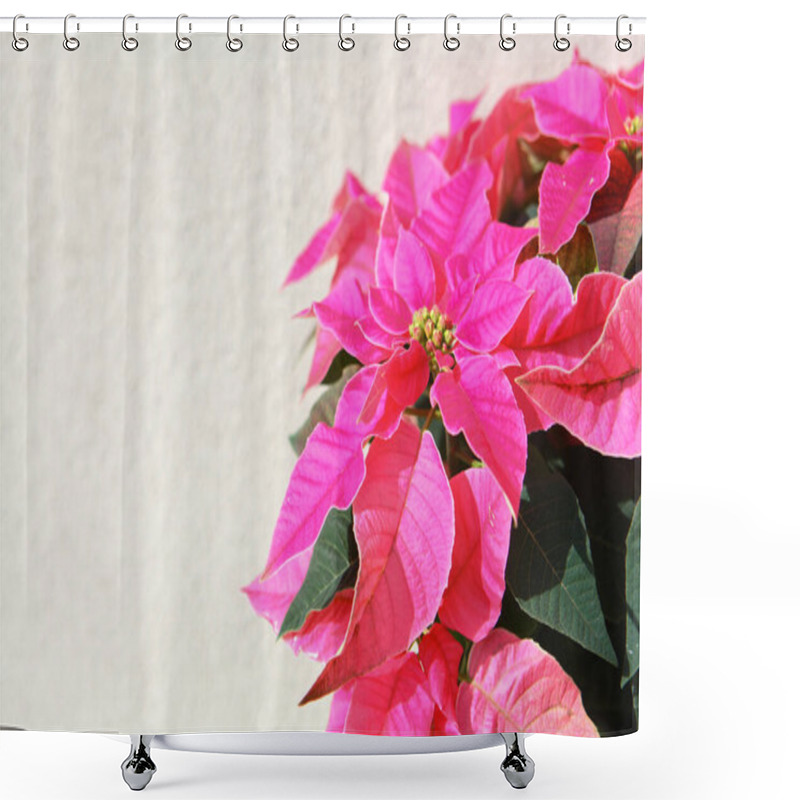 Personality  Vibrant Pink Poinsettia Flowers With Green Foliage Captured Against A Neutral Beige Wall, Creating A Simple And Elegant Festive Design Perfect For Christmas And Seasonal Decorations Shower Curtains