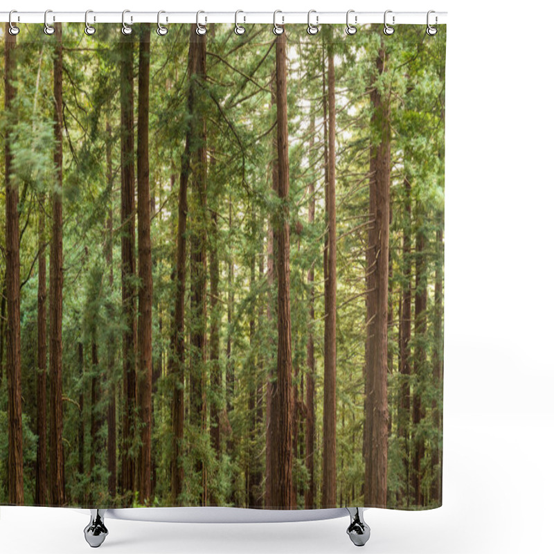 Personality  Coastal Redwood Trees In Muir Woods National Monument, Mill Valley, California, USA. Shower Curtains