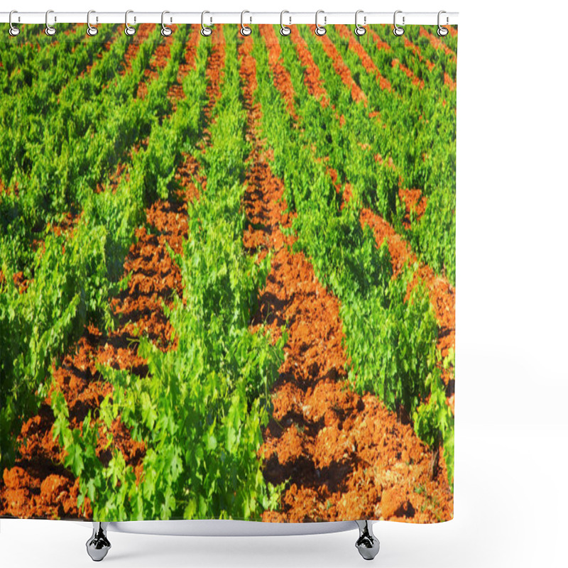 Personality  Grape Field Background Shower Curtains