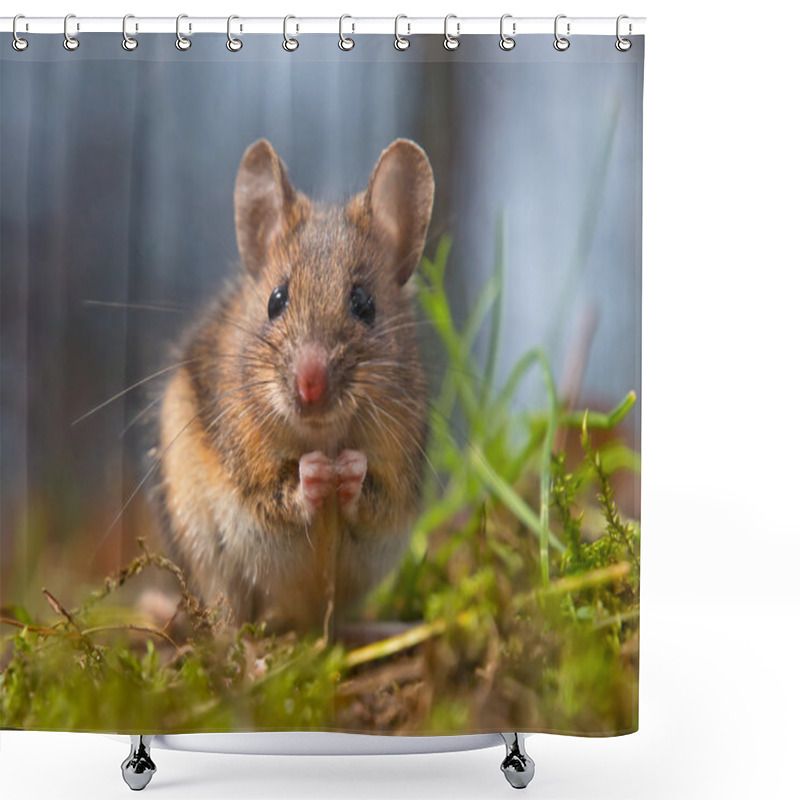 Personality  Wild Mouse Sitting On Hind Legs Shower Curtains