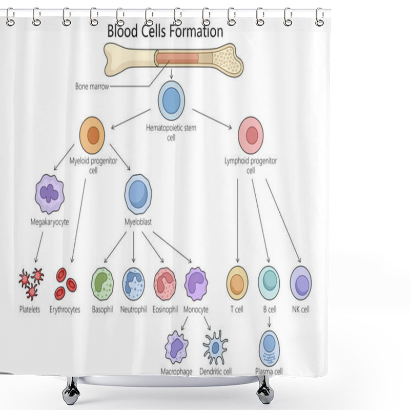 Personality  Human Hematopoiesis Blood Cell Formation From Bone Marrow, Hematopoietic Stem Cells Differentiation Structure Diagram Hand Drawn Schematic Raster Illustration. Medical Science Educational Illustration Shower Curtains