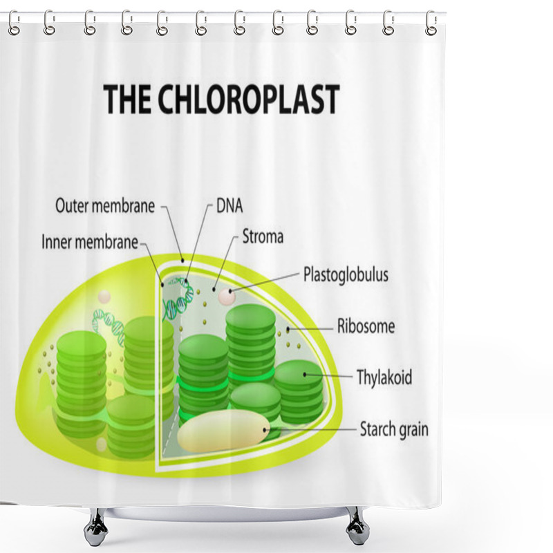 Personality  Chloroplast Shower Curtains