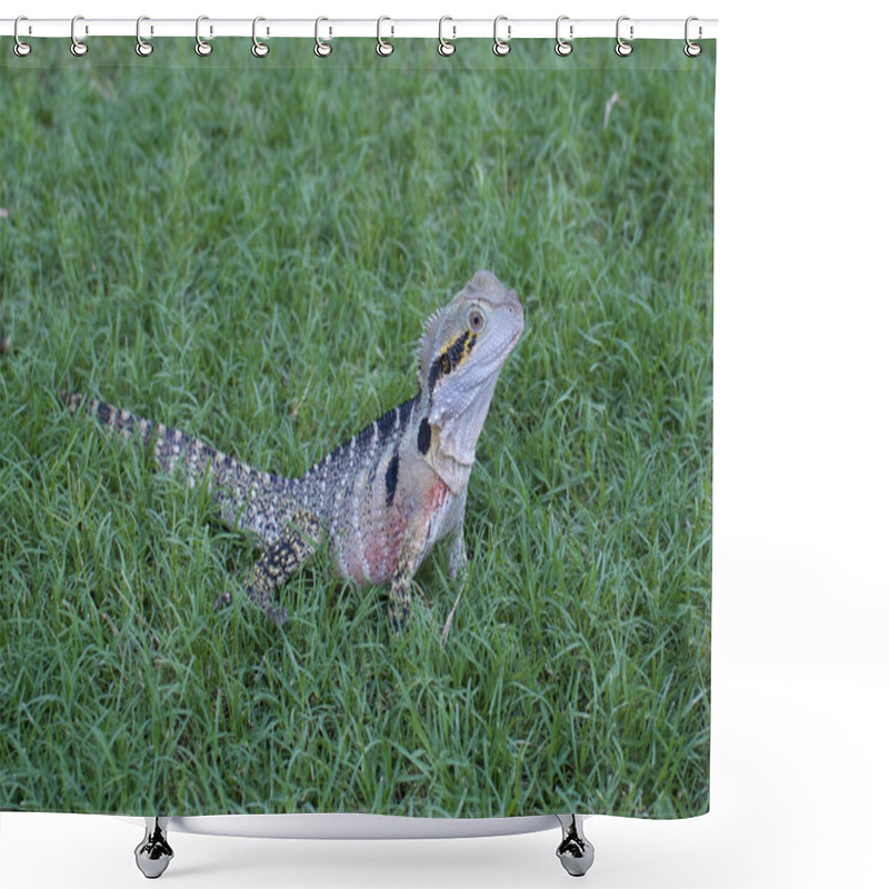 Personality  Beautiful Australian Water Dragon Lizard (Intellagama Lesueurii, Formerly Physignathus Lesueurii) On Green Grass Shower Curtains