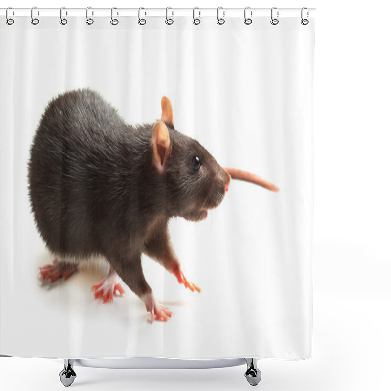 Personality  Black Rat Isolated On White Shower Curtains