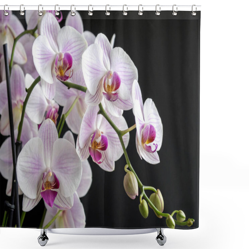 Personality  A Close-up Photograph Of A Branch Of Orchid Flowers With A Predominantly White And Purple Color Scheme. The Flowers Have Delicate, Layered Petals That Exhibit A Blend Of White And Shades Of Purple, With A Hint Of A Golden Hue At The Center. The Stems Shower Curtains