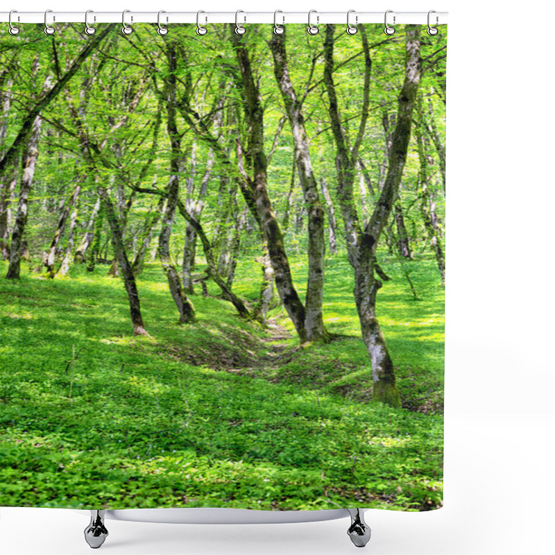 Personality  Forest In Spring Shower Curtains