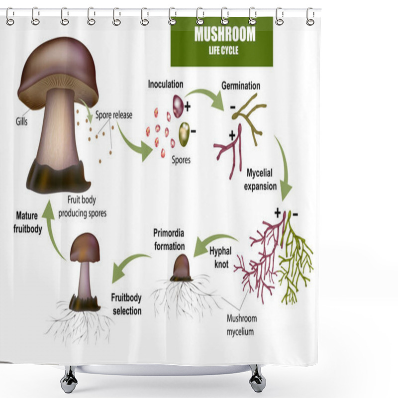 Personality  LIFE CYCLE MUSHROOM. Fruit Body Producing Spores Shower Curtains