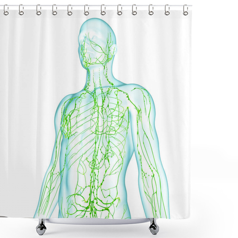 Personality  Lymphatic System Of Male In Green Shower Curtains