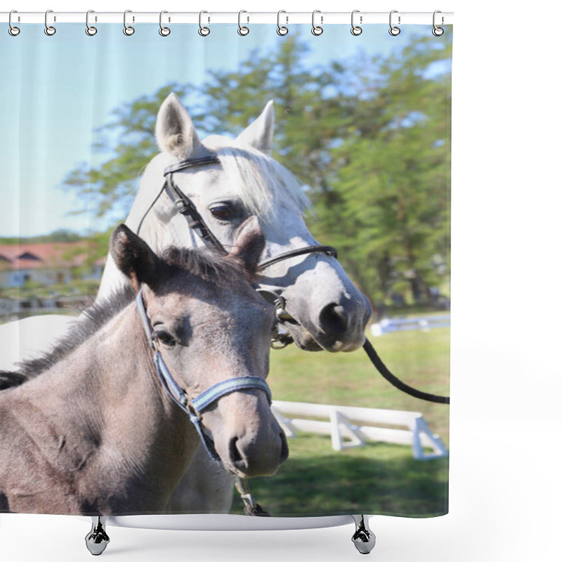 Personality  Young Mare And His Foal Show Off Their Skills On A Beautiful Summer Day, Equestrian Atmosphere Shower Curtains