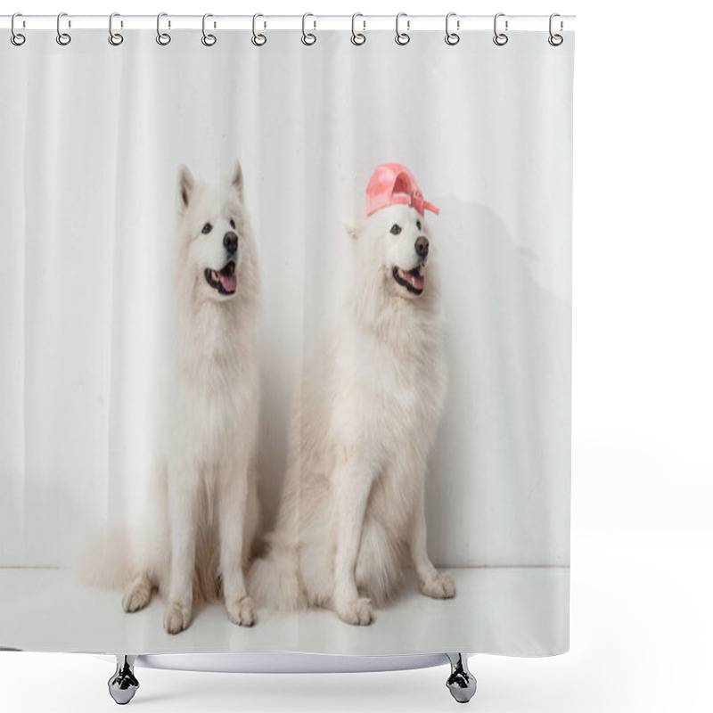 Personality  Samoyed Dogs Shower Curtains