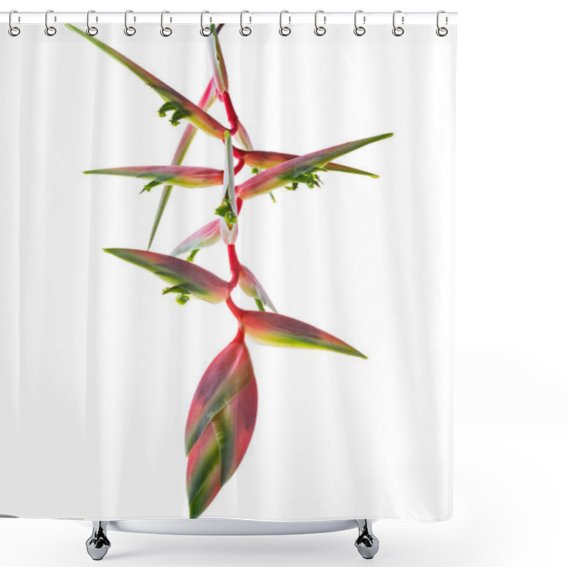 Personality  Heliconia Chartacea Flower, Tropical Flowers Isolated On White Background, With Clipping Path  Shower Curtains