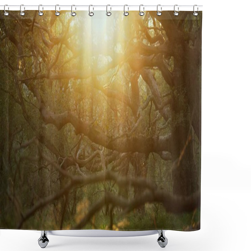 Personality  A Sunset In The Enchanted Forest Casts A Warm Golden Glow On Twisting Branches And Green Grass, Adding A Romantic And Peaceful Atmosphere. Perfect For Summer Forest Retreats And Cozy Woodland Cottages Shower Curtains