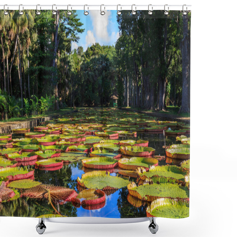 Personality  Victoria Amazonica Lilies In Pamplemousses Boticanal Gardens, Mauritius Shower Curtains