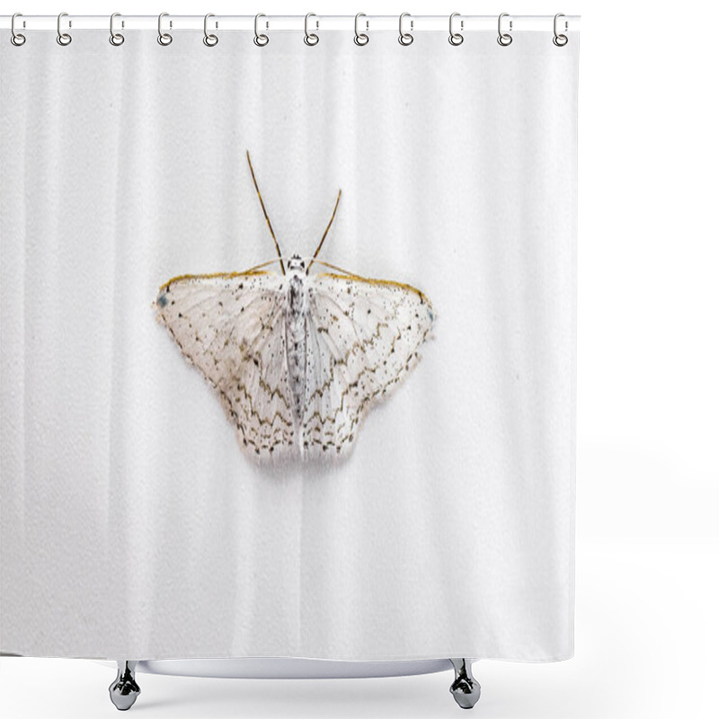 Personality  Dot Lined Wave Moth - Idaea Tacturata - Found From Virginia To Florida. Four Thin Brownish, Dotted Or Zigzag Lines On The Forewing That Continue Onto The Hindwing Isolated On White Background Shower Curtains