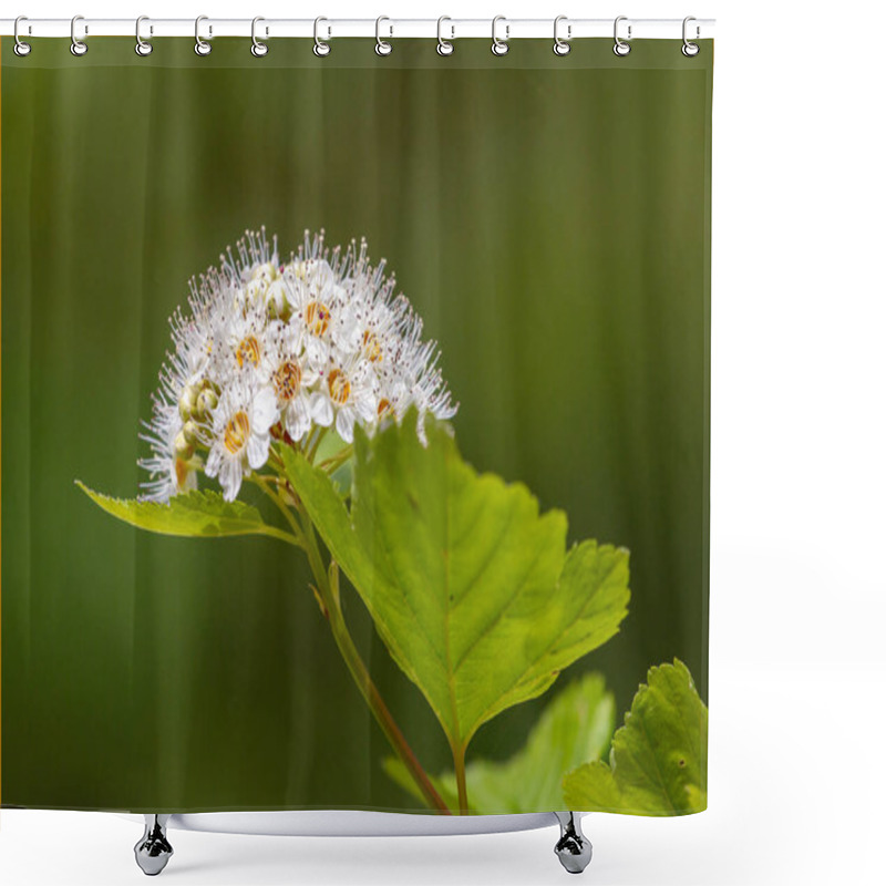 Personality  Eastern Ninebark (Physocarpus Opulifolius) Flowers Shower Curtains