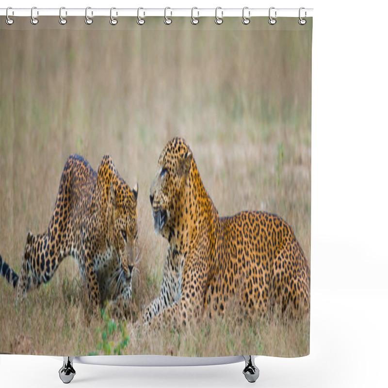 Personality  Pantheras Pardus Kotiya Shower Curtains