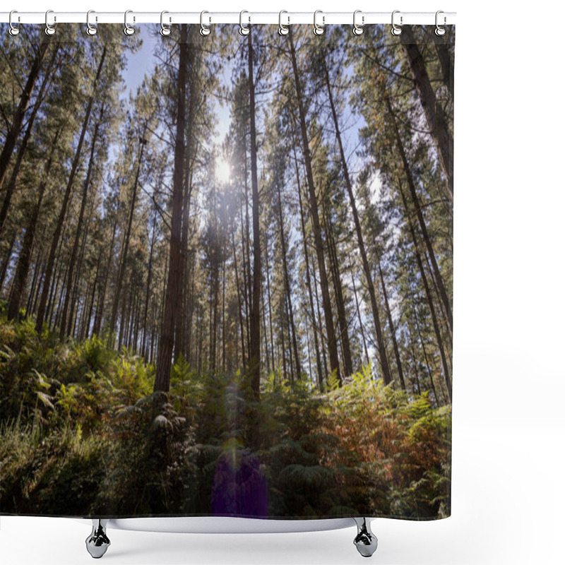 Personality  Forest Of Monterey Pine, Pinus Radiata, In The Biosphere Reserve Of Urdaibai, Cortezubi, Spain Shower Curtains