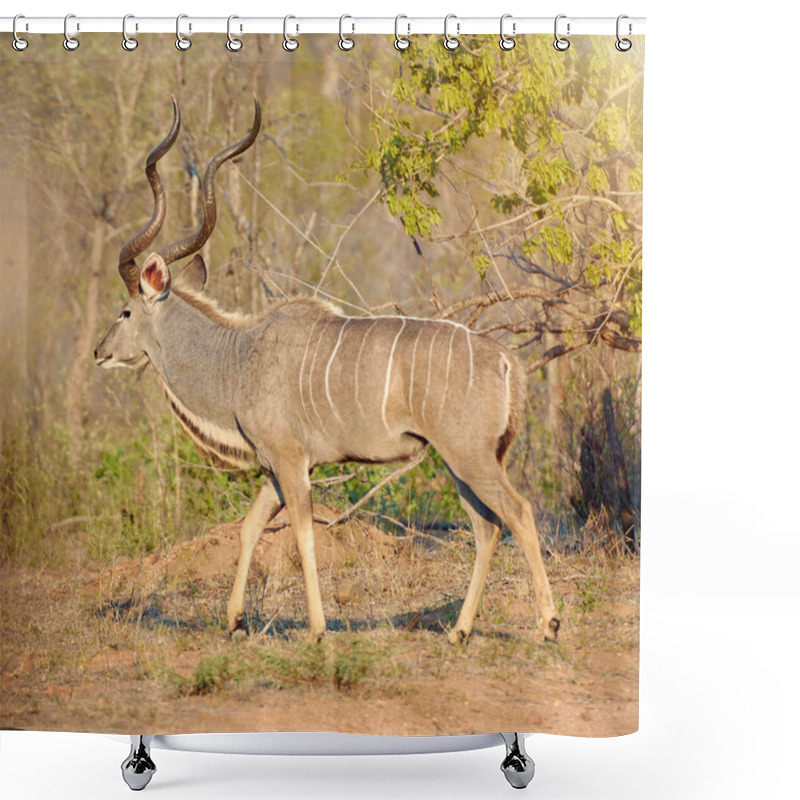 Personality  Conservation, Nature And Kudu Outdoor In Wildlife Or Natural Habitat, Ecosystem And Environmental Terrain. Safari, Herbivore Animal And Walking In Wilderness Or Africa, Savannah And Sustainable Woods. Shower Curtains