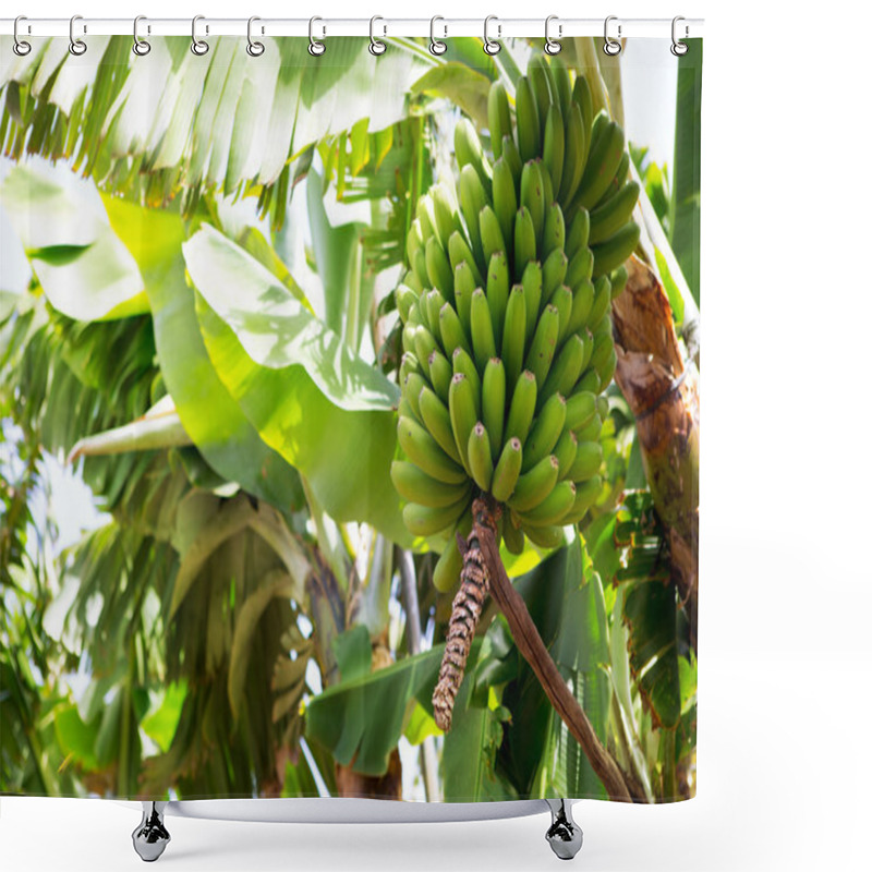 Personality  Canarian Banana Plantation Platano In La Palma Shower Curtains