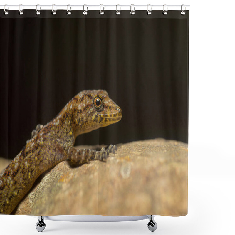 Personality  Giri's Day Gecko, Cnemaspis Girii, Kaas, Maharashtra, India.  Shower Curtains