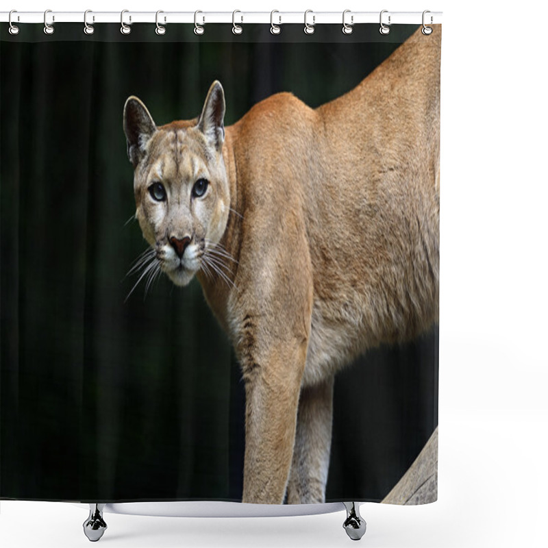 Personality  Puma Shower Curtains