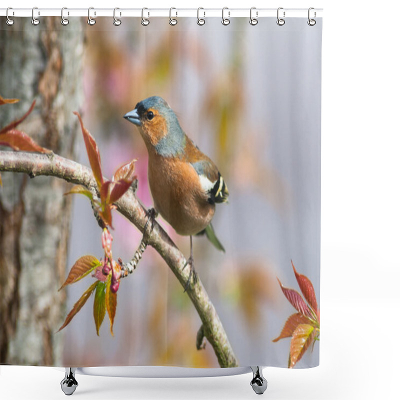 Personality  Chaffinch Bird Perched On A Tree Branch Shower Curtains