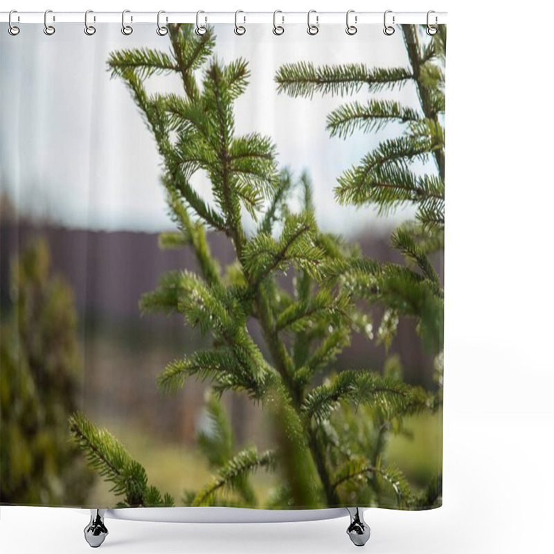 Personality  Green Fir Branches In Sunlight  A Symbol Of New Year And Holiday Spirit Shower Curtains