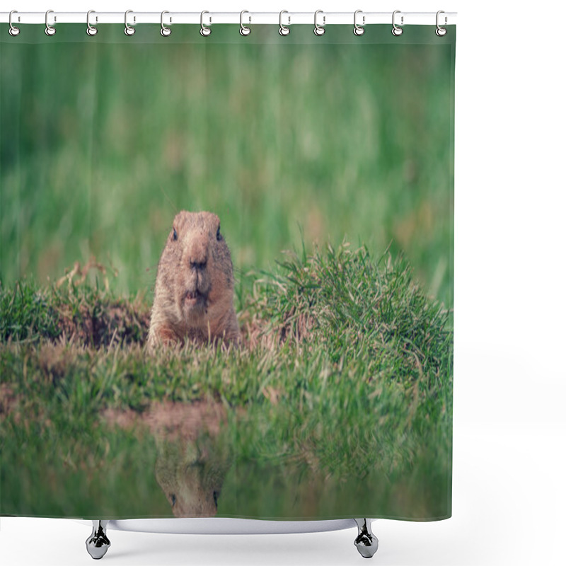 Personality  Curious Marmot Shower Curtains