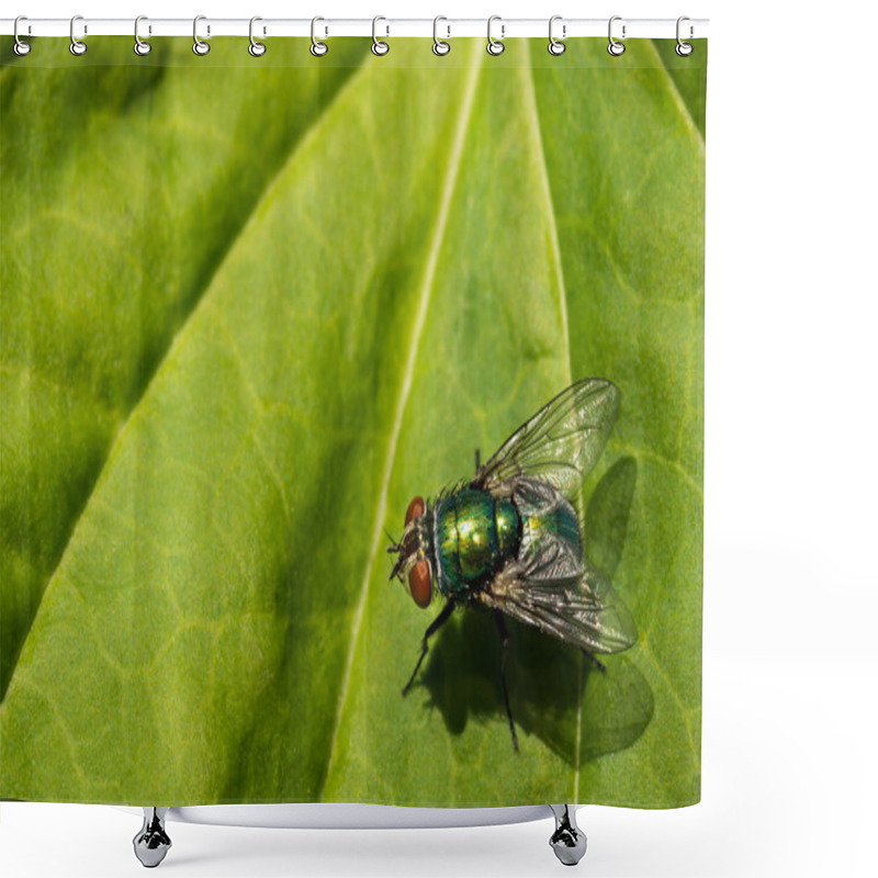 Personality  Green Bottle Fly (Lucilia Sericata) Shower Curtains