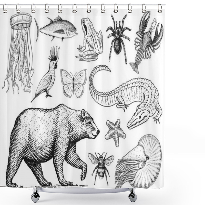 Personality  Set Of Animals. Reptile Amphibian Mammal Insect. Bug Bear Shell Jellyfish Crocodile Butterfly Fish Lobster Spider. Classification Of Wild Creatures And Biology. Engraved Hand Drawn Old Vintage Sketch. Shower Curtains