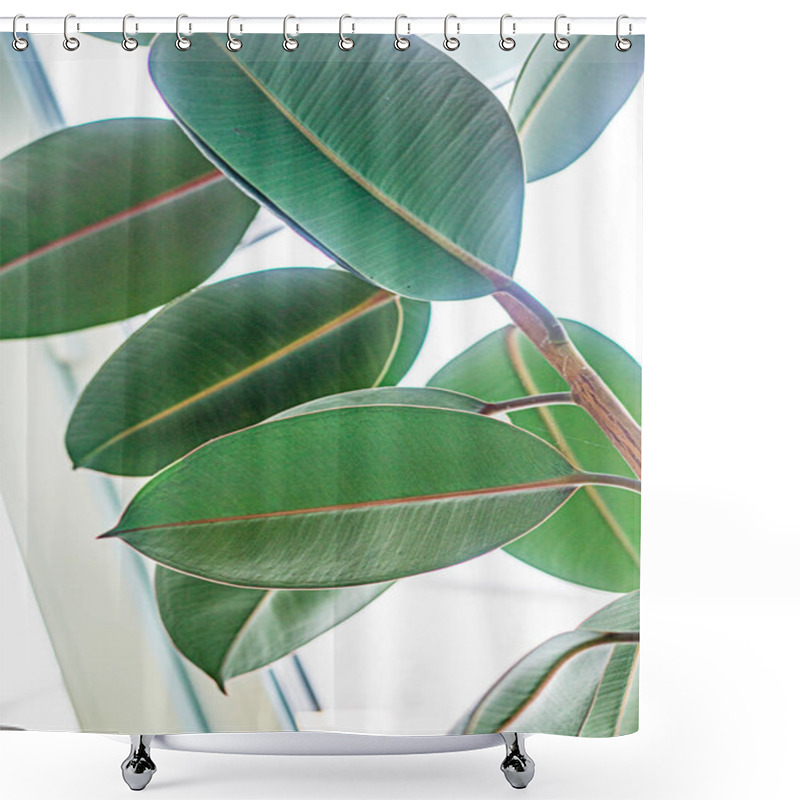 Personality  Large Ficus Leaves On A Light Background. Growing Ficus Shower Curtains