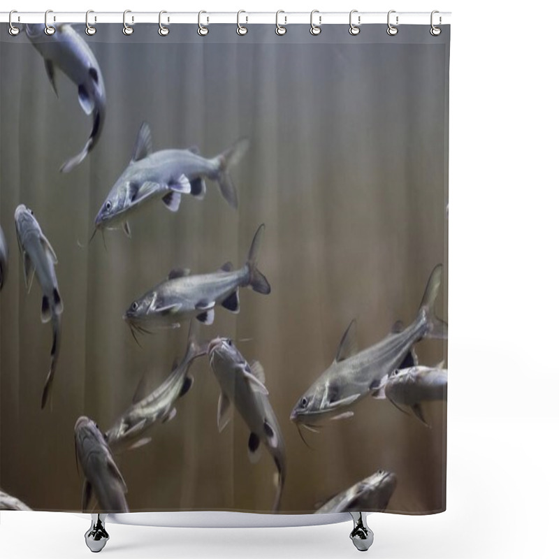 Personality  Tete Sea Catfish (Ariopsis Seemanni) Shower Curtains