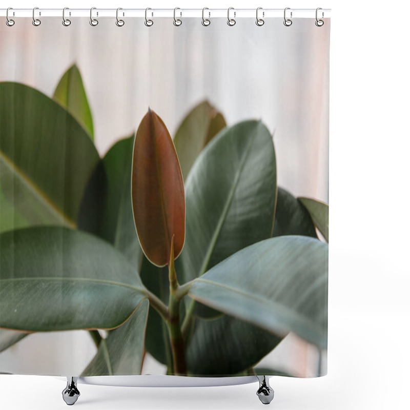 Personality  Ficus Elastic Plant Rubber Tree. Close Up. Shower Curtains