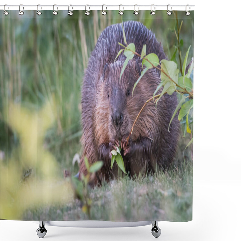 Personality  Beaver In The Wild Natural Habitat Shower Curtains