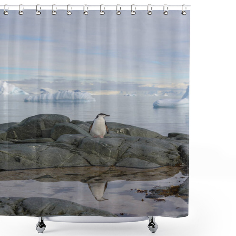 Personality  Chinstrap Penguin On The Rock With Reflection In Antarctica Shower Curtains