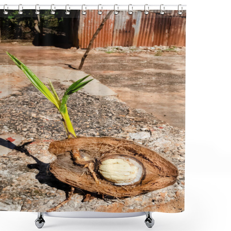 Personality  A Coconut Plant Is Growing From Its Drupe. Shower Curtains