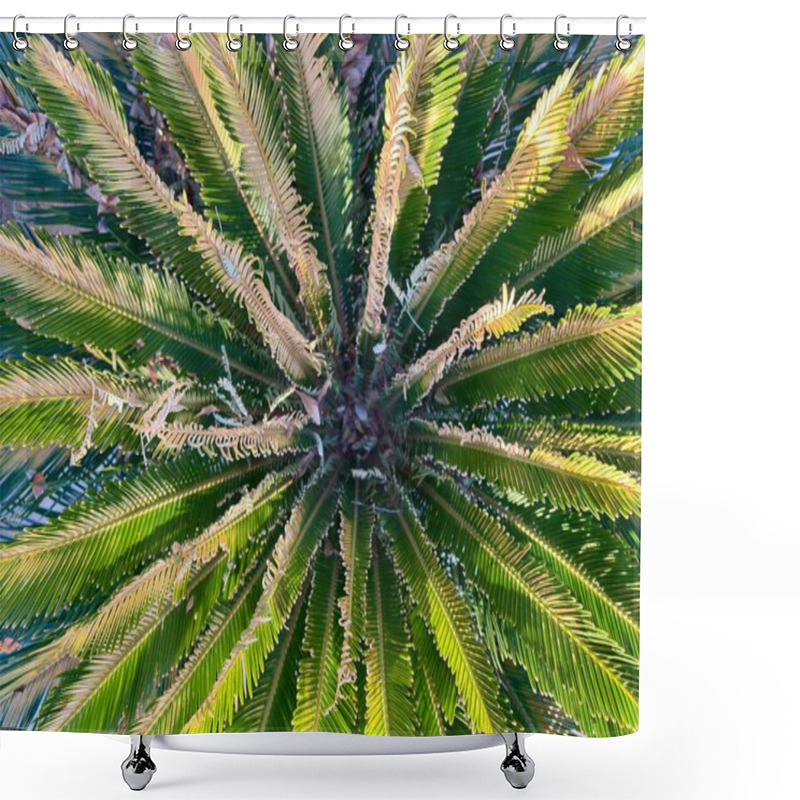 Personality  Close-up Of A Vibrant Green Sago Palm With Detailed Radiating Fronds Shower Curtains