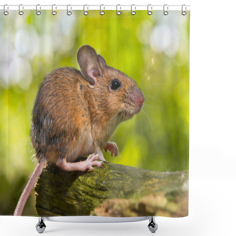 Personality  Side View Of A Field Mouse (Apodemus Sylvaticus) On A Branch Shower Curtains