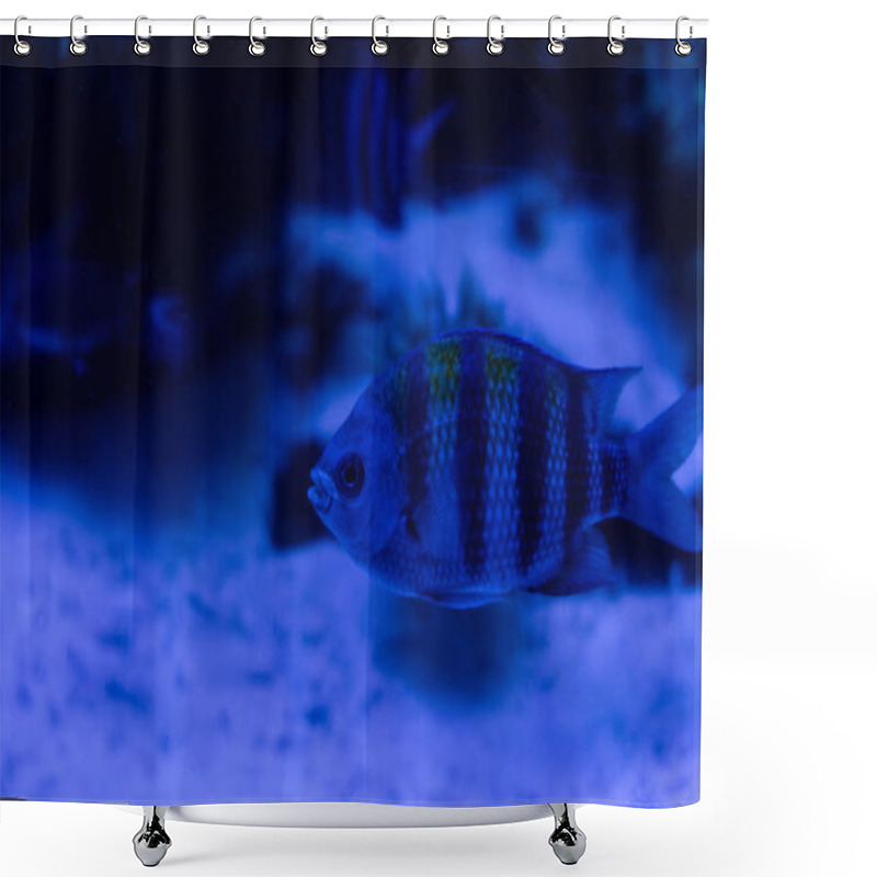 Personality  Striped Fish Swimming Under Water In Aquarium With Blue Lighting Shower Curtains