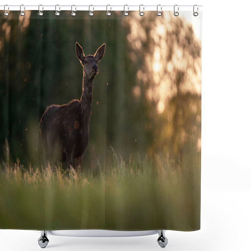 Personality  One Red Deer Female In Backlight Of Evening Sun. Shower Curtains