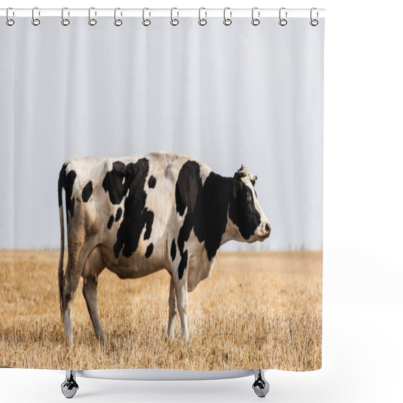 Personality  Black And White Cow Standing In Golden Field  Shower Curtains