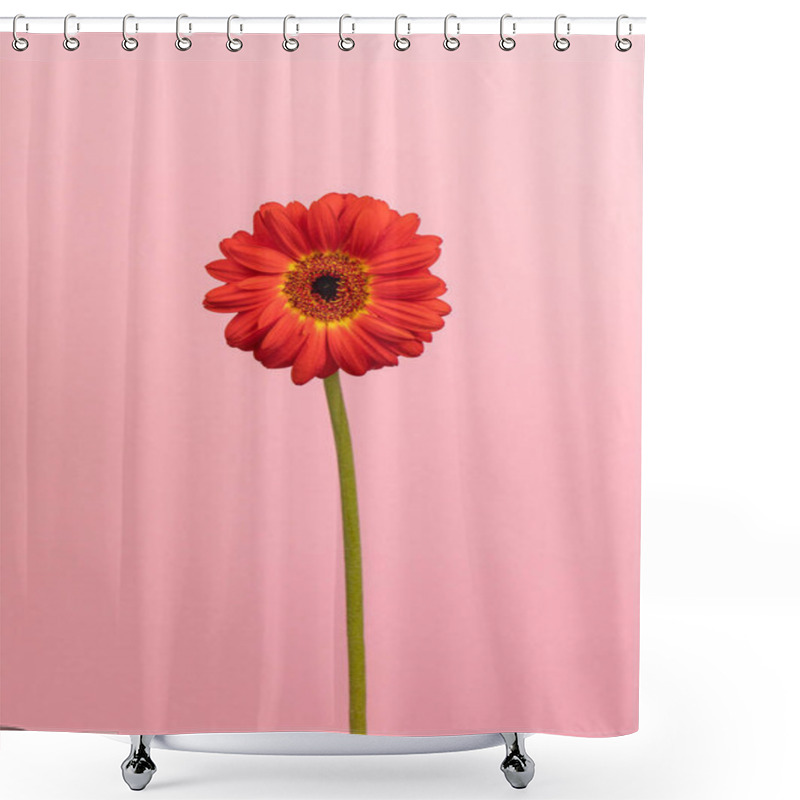 Personality  A Beautiful Red Flower With A Green Stem On A Pale Pink Background. Romantic Aesthetic Nature Concept. Shower Curtains