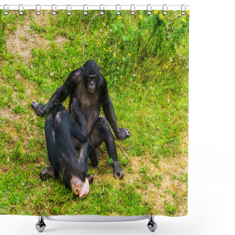 Personality  Bonobos Grooming Each Other, Social Primate Behavior, Human Apes, Endangered Animal Specie From Africa Shower Curtains