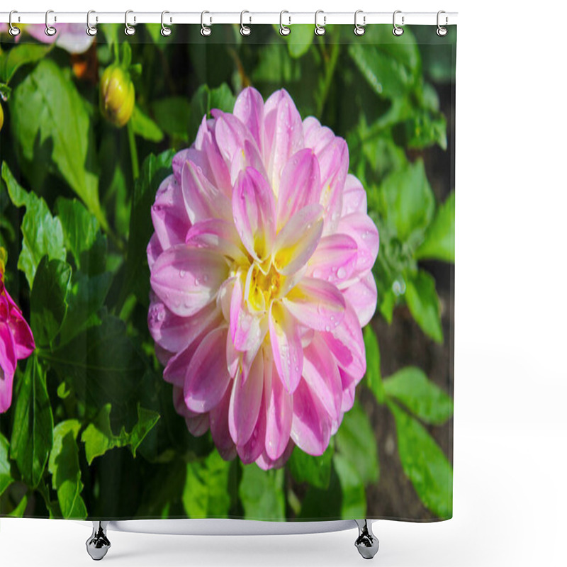 Personality  Close Up Shot Of A Garden Dahlia Shower Curtains