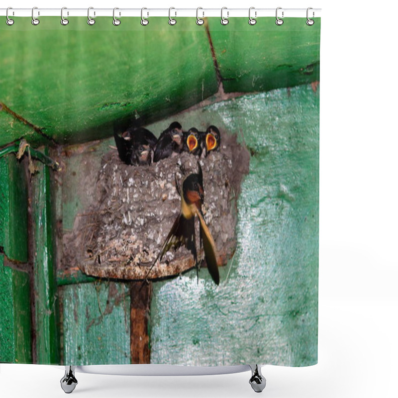 Personality  Swallow Feeds Its Chicks Shower Curtains