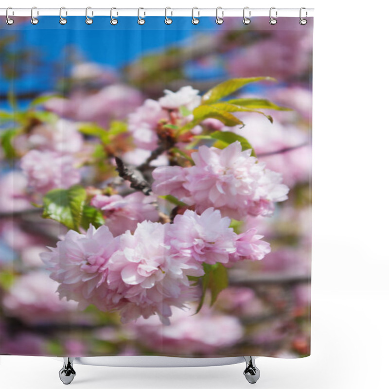 Personality  Sakura Tree Blossoms In Spring Against A Blue Sky. Shower Curtains