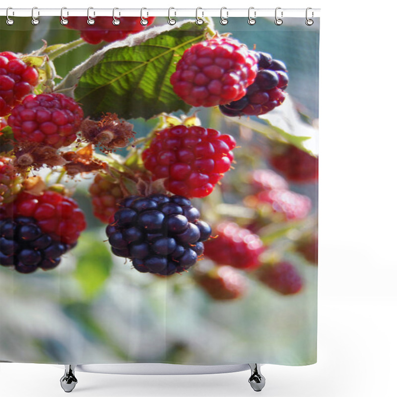 Personality  Fresh Summer Fruit Background Shower Curtains