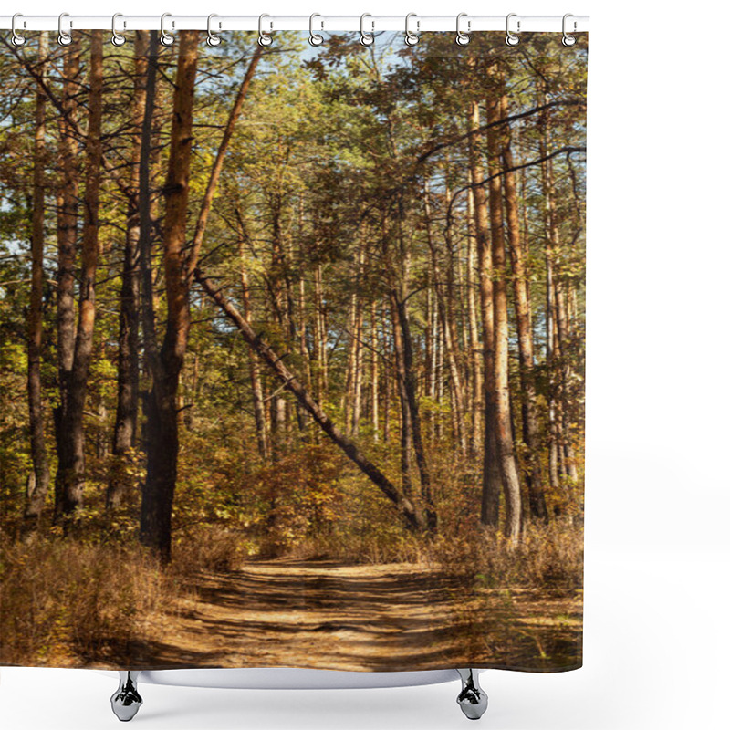 Personality  Scenic Autumnal Forest With Wooden Trunks And Path In Sunlight Shower Curtains