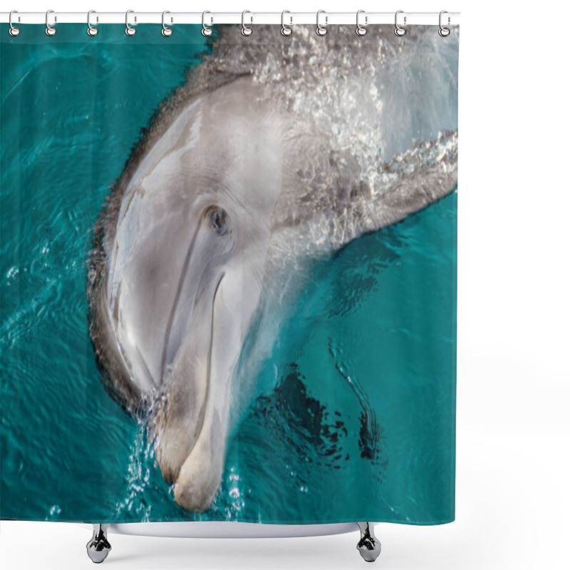 Personality  The Yong Bottlenose Dolphin Is Swimming In Red Sea Shower Curtains