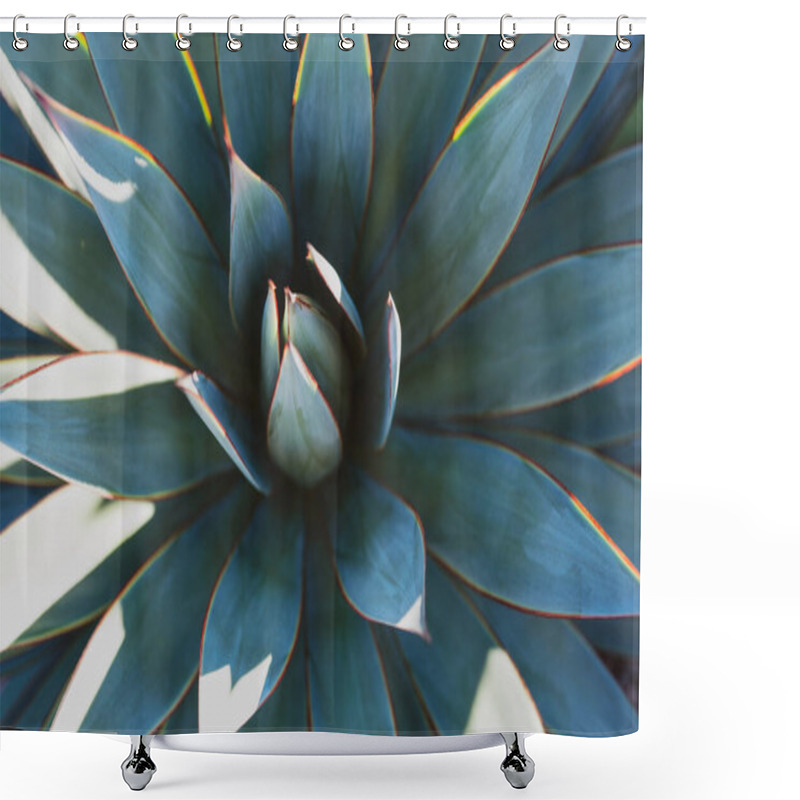 Personality  Agave Green. Cactus Backdround, Cacti Design Or Cactaceae Pattern Shower Curtains